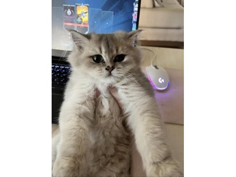 3.5 aylık british longhair erkek yavrum