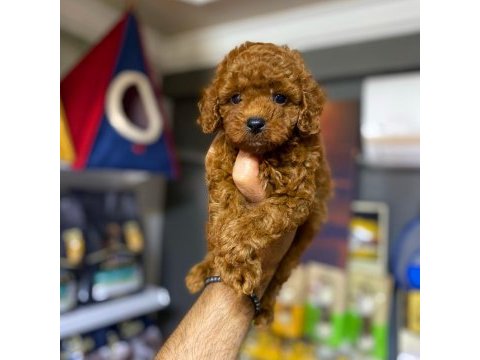 Toy poodle minikler