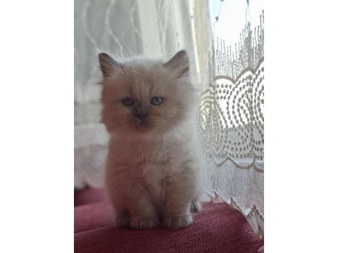 Safkan himalayan sağlıklı yavru