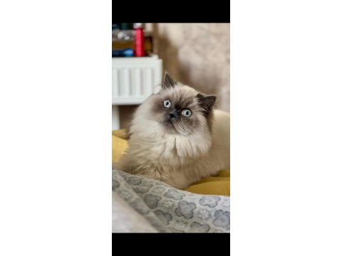 Ücretsiz sahiplendirme 2 yaşında british longhair