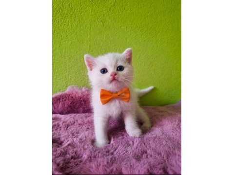 British shorthair kedilerimiz