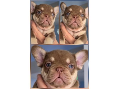 New shade rojo and tan fluffy carrier dişi french bulldog