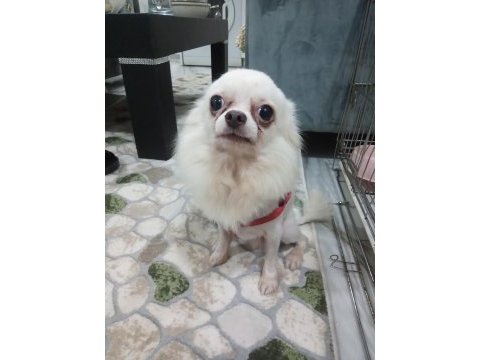 Çok acil safkan erkek chihuahua