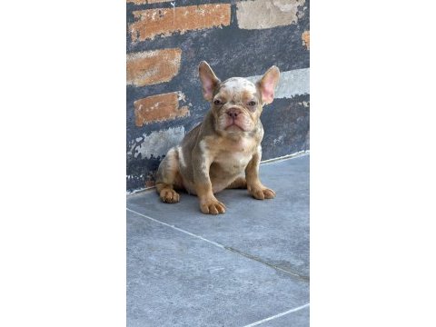 French bulldog dişi