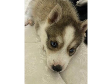 Dişi yavru husky