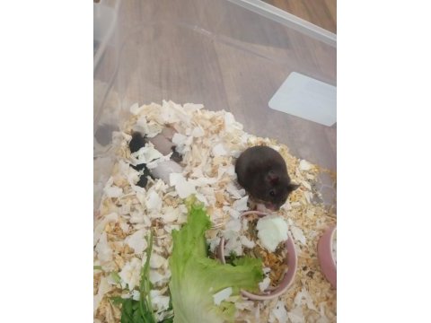 Suriye hamster