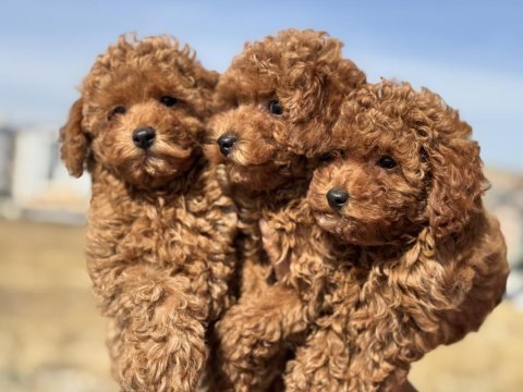 Minyatür poodle yavrularımız aşılı karneli