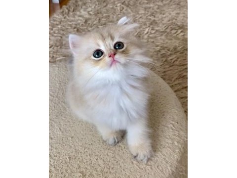 Safkan british longhair blue golden erkek yavru