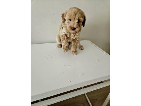 Maltipoo yavrular