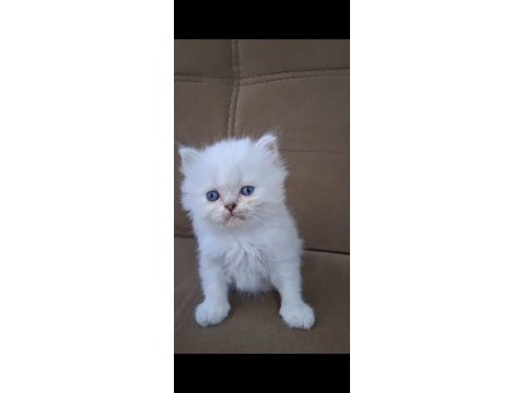 British longhair kusursuz anatomi erkek yavru