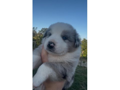 Süper kalite mavi gözlü merle french bulldog yavrular