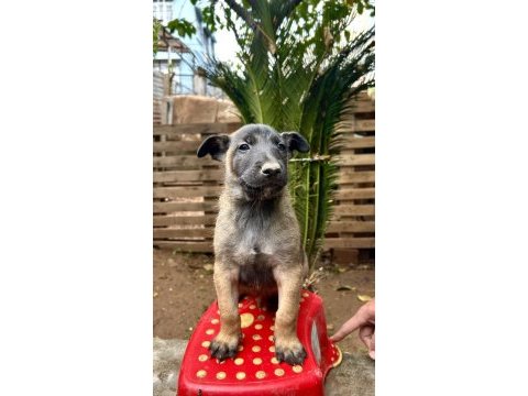 Belçika malinois yavruları