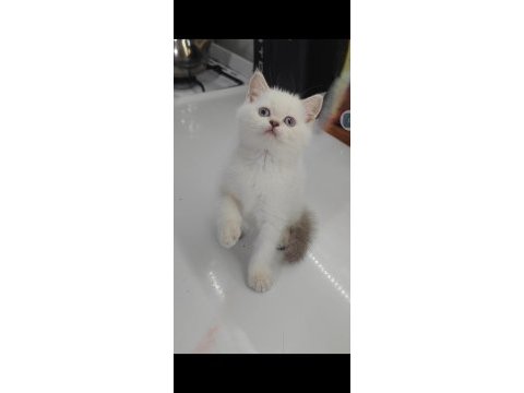 British shorthair yavru