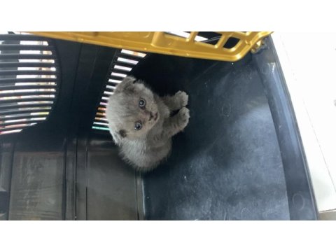 Scottish fold kedisi