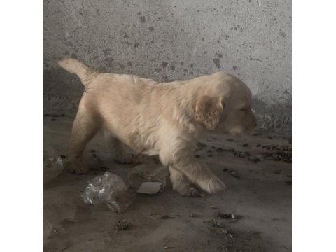 Erkek golden retriever a kalite