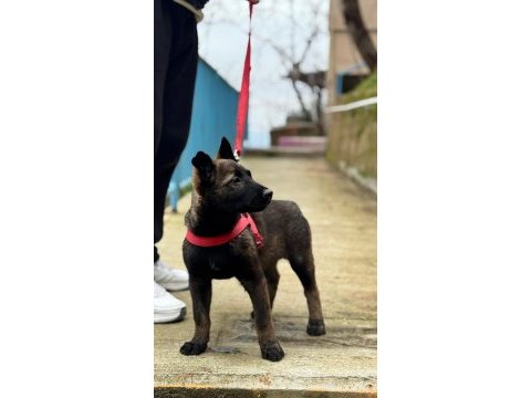 Saf kan malinois yavrular