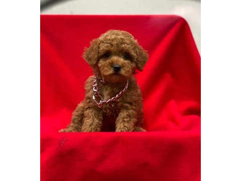 Toy poodle tavrular