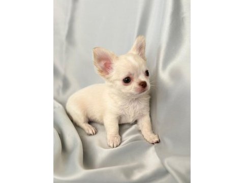 Krem beyaz chihuahua (şivava erkek) bebiş