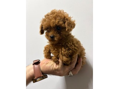 Kore poodle yavrular