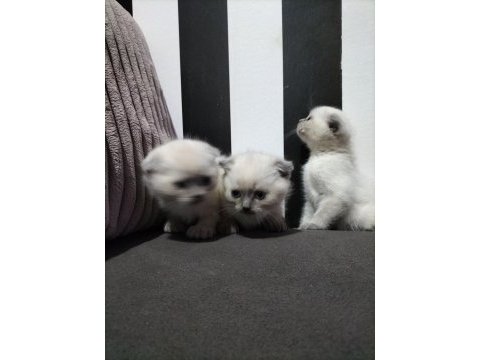 Scottish fold blue point ve gri yavrular