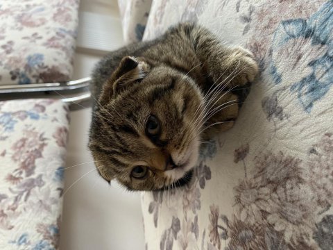 Sahibinden british shorthair