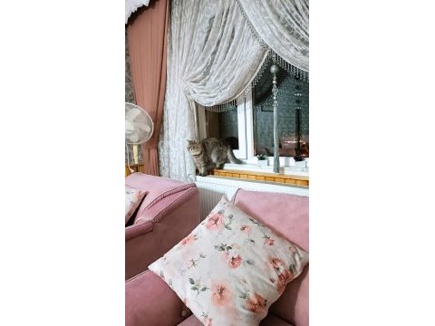 Dişi british kızıma damat aranıyor aynı ırk beyaz tercihimiz