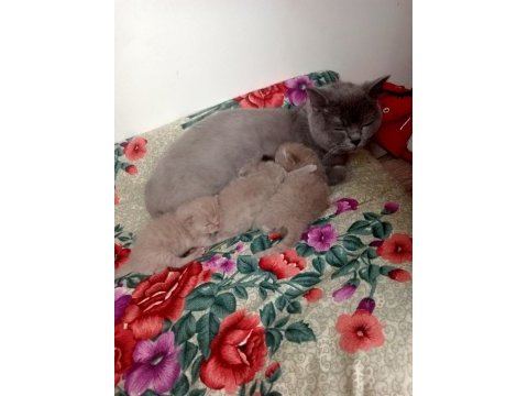 British shorthair kedilerimin hepsini veriyorum