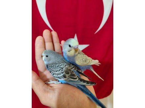 Ev üretimi yeni yeme düşmüş bebek muhabbetler