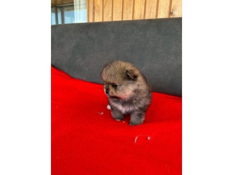 Erkek dişi pomeranian yavrular