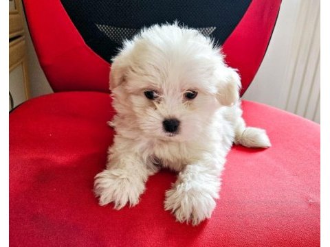 Terrier maltese bebekler