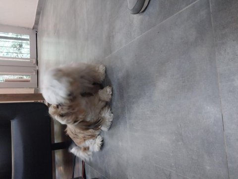 Sahibinden shih tzu