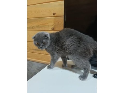 Scottish fold kedimiz