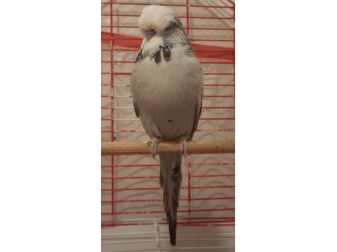 Show jumbo muhabbet kuşu erkek