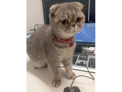 Çok tatlı scottish fold dişi uygun puana