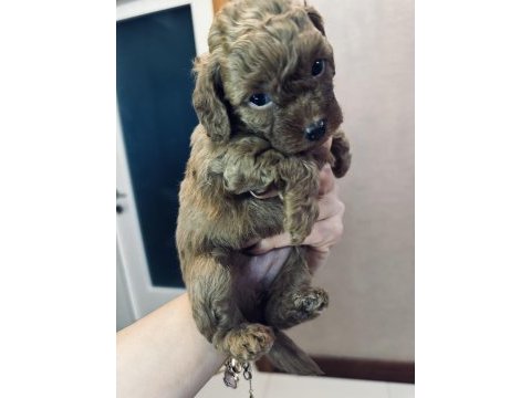 Muhteşem toy poodle yavruları