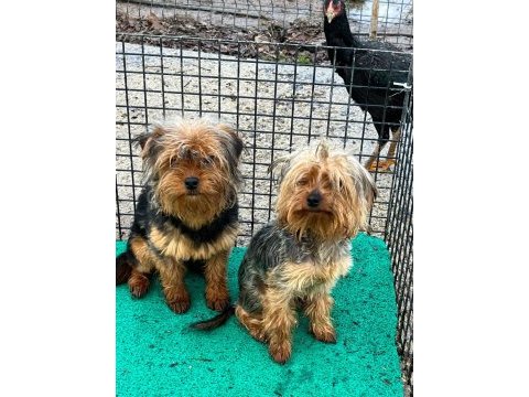 Yorkshire terrier sevgililer gününe özel kampanya