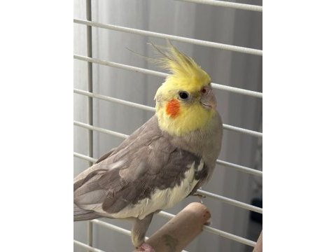 11 aylık erkek grey sultan papağanı
