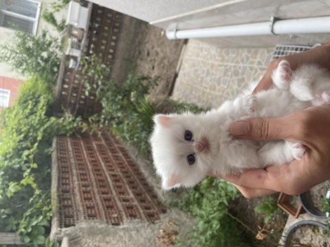 British longhair kedimiz