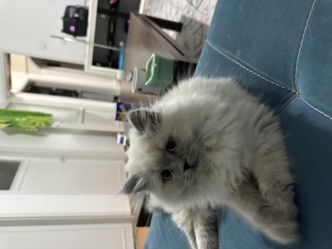 2-3 aylık yavru british longhair kedimiz
