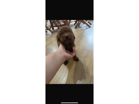 Erkek 1 yaşında toy poodle 1 kg