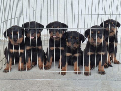 A şecereli köpekler macar koca kafa küt burun