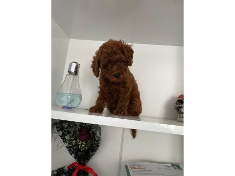 Wc eğitimli orjinal poodle yavrum