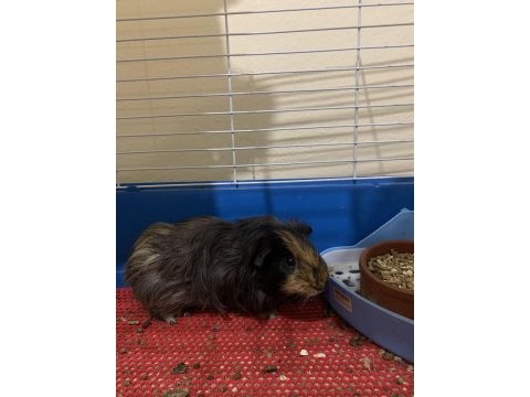 Erkek dişi genç yetişkin guinea pig
