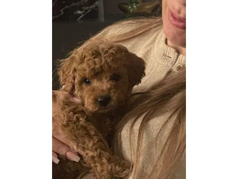 Kore kan poodle