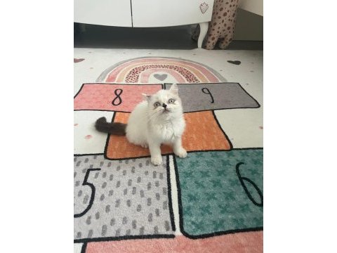 British shorthair 2 aylık