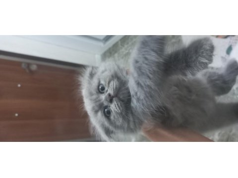 6 scottish fold yavru