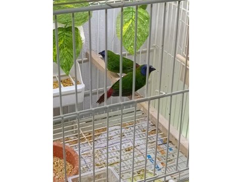 Parot baykuş çim ve star ispinozları