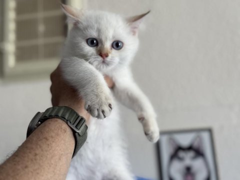 Ankaranın en güzel british shorthair yavruları