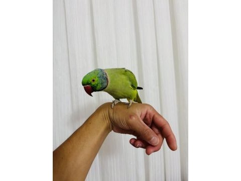 Evcil konuşan erkek portakal kafa pakistan papağanı