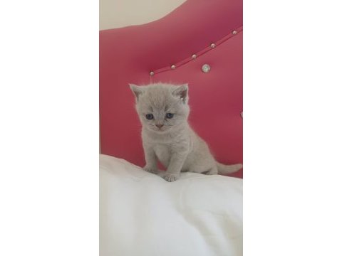 Minik patili dostlarımız sizinle olsun